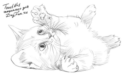 Як намалювати кошеня олівцем поетапно