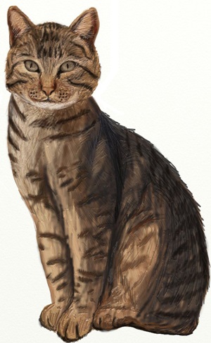 Як намалювати рудого кота поетапно - як намалювати рудого кота покроково lessdraw