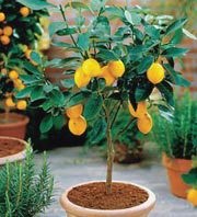 Лимон на балконі - вирощуємо з кісточки - Кам'янське (дніпродзержинськ)