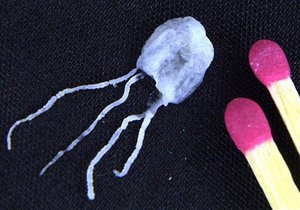 Медуза іруканджі