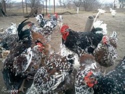 Орловська порода курей з фото, відгуки - кури, форум про розведення і утримання домашньої птиці
