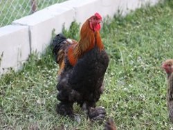 Орловська порода курей з фото, відгуки - кури, форум про розведення і утримання домашньої птиці
