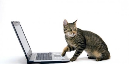 Чому котів так притягує клавіатура комп'ютера