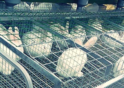 Розведення кроликів в клітці - способи, клітини для кроликів - як зробити, фото