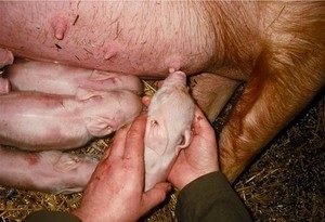 Супоросность або вагітність свиноматки, пологи як прийняти пологи, забезпечити умови сприятливого