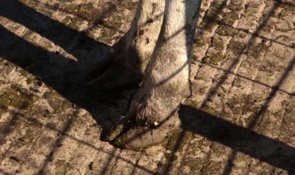 Корова кульгає на передню ногу що робити, бурсит ВРХ з фото
