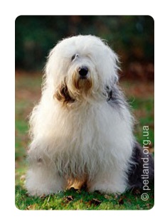 Староанглійська вівчарка (old english sheepdog)