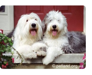 Староанглійська вівчарка (old english sheepdog)