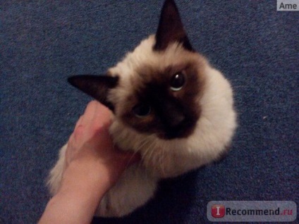 Тайська - «кішка для душі і серця», відгуки покупців