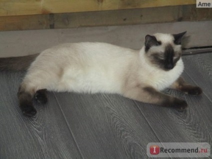 Тайська - «кішка для душі і серця», відгуки покупців