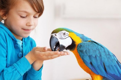 Цікавий факт про папуг для дітей
