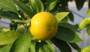Як виростити лимон в теплиці