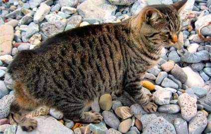 Менкс (менській кішка) опис породи і характеру, фото