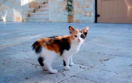 Менкс (менській кішка) опис породи і характеру, фото