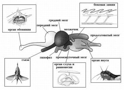 Нервова система риб, акваловер