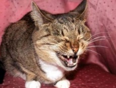 Чому кішки нявкають після пологів, після їжі, уві сні, що робити якщо кішка жалібно нявкає, кішки