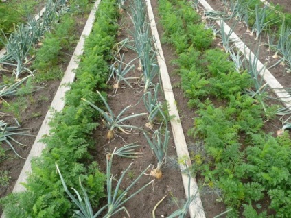 Тіньолюбні овочі для городу