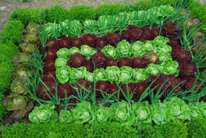 Тіньолюбні овочі для городу