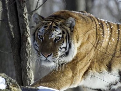 Амурський тигр і його виживання, полювання та риболовля