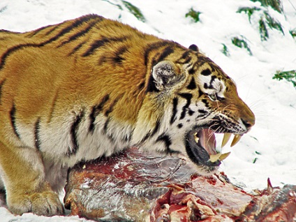 Амурський тигр і його виживання, полювання та риболовля