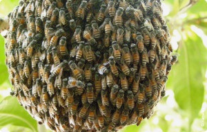 Як запобігти роїння бджіл, сільгосп бізнес