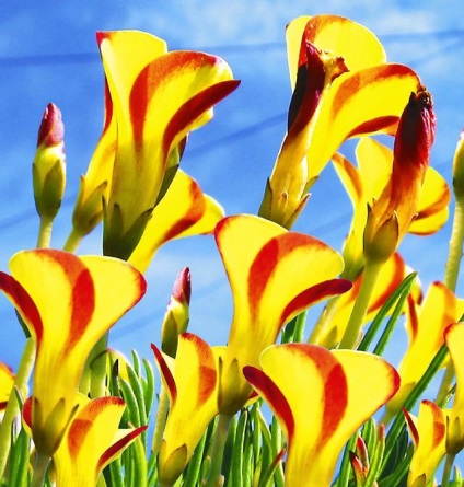Кислиця - який догляд потрібен квітці оксаліс в домашніх умовах (дивіться фото і відео)