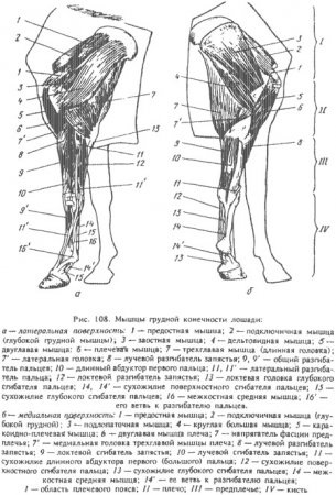 М'язи кінцівок тварин - все про ветеринарію