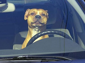 Московські пси викрали машину у свого господаря з життя