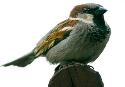 Особливості підгодівлі птахів в зимовий період