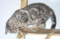 Розплідник британських короткошерстих кішок - steppe stars