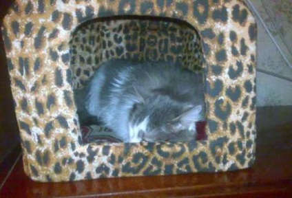Сибірська кішка - я більше не хочу сибірського кота)) фото - відгуки на