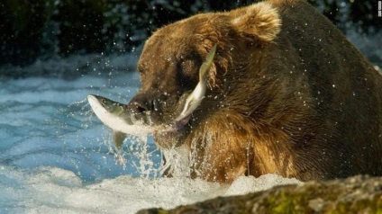 Топ 5 найбільших ведмедів в світі, цікаві факти з фото і відео