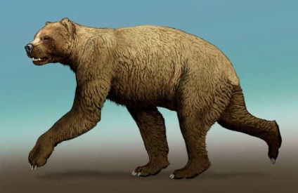 Топ 5 найбільших ведмедів в світі, цікаві факти з фото і відео