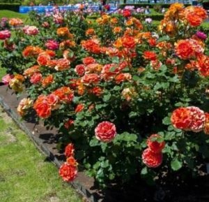 Вирощування флорибунди, троянда - цариця квітів
