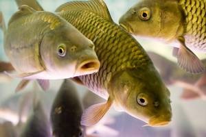 Чим годують рибу в штучних водоймах