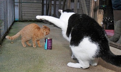 Гігантський кіт шукає господарів, новини