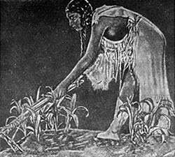 Історія і походження кукурудзи