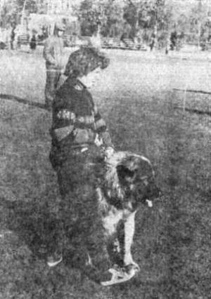 Підсумки vi всесоюзної виставки 1930 року - вітчизняні породи службових собак азіатського