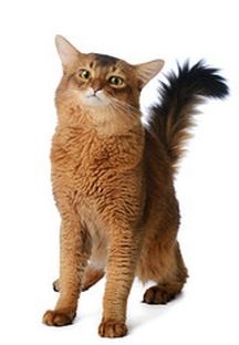 Купити 🐕 purina pro plan veterinary diets nf консерованний корм для кішок при патології нирок павукові