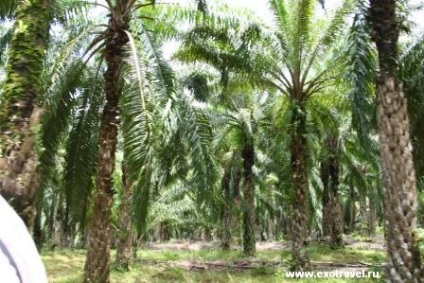 Олійна пальма, тропічний щоденник