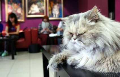 Новинки ресторанного бізнесу котокафе - котокафе, спілкування з котами, алергія на котячу шерсть,