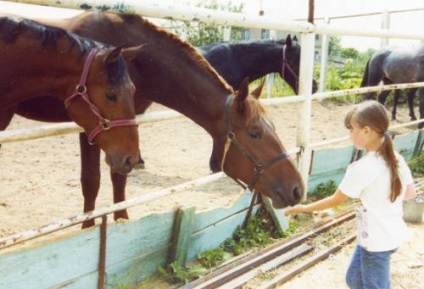 Чому коні люблять солодке мій кінь