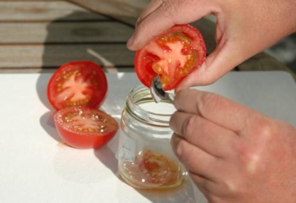 Поетапна і правильна підготовка насіння томатів до посіву на розсаду