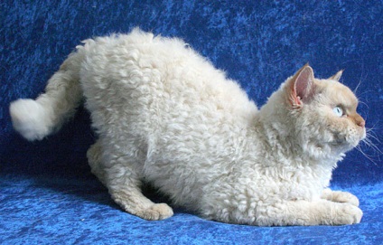 Селкирк рекс опис і характер породи кішок, догляд