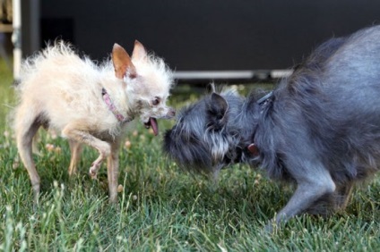Собачка йоду переможниця конкурсу найпотворніших собак - сімейний журнал cryazone - онлайн