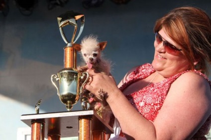 Собачка йоду переможниця конкурсу найпотворніших собак - сімейний журнал cryazone - онлайн