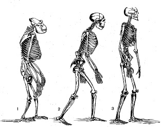 Подібність скелетів людини і ссавців тварин як доказ