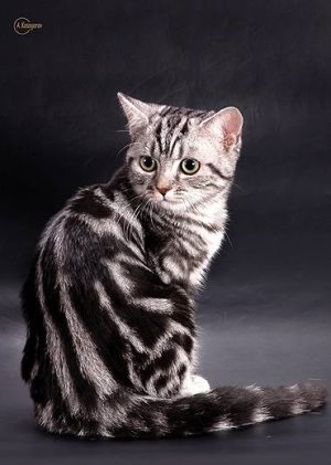 Мова британських кішок, котячий помічник