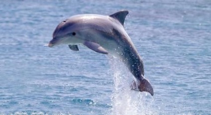 15 Цікавих фактів про дельфінів