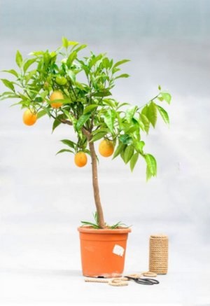 Апельсинове дерево догляд в домашніх умовах, вирощування з кісточки, фото